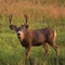 A velvet buck in a meadow