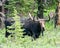 A velvet Bull Moose in the Rocky Mountains of Colorado