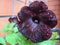 Velvet, burgundy petunia flower with raindrops