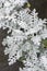 Velvet Centaurea cineraria subsp. cineraria, silvery hairy foliage