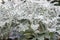 Velvet Centaurea cineraria subsp. cineraria, silvery plants