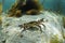 Velvet crab, encore puber, velvet swimming crab