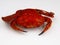 Velvet crab on white background