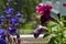 Velvet flowers of petunia in garden on the balcony. Blurred lobe