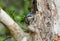 Velvet-fronted Nuthatch Sitta frontalis