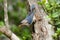 Velvet-fronted Nuthatch (Sitta frontalis)