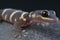 Velvet gecko / Oedura monilis