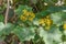 Velvet groundsel Roldana petasitis, with yellow flowers