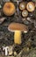 The velvet hat, details on the slats and milk of the Lactarius volemus species