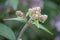 Velvet Hydrangea aspera, budding blue-pinkish flowers