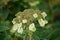 Velvet hydrangea, Hydrangea sargentiana, close-up inflorescence