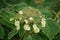 Velvet hydrangea, Hydrangea sargentiana, flowering