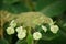 Velvet hydrangea, Hydrangea sargentiana, inflorescence