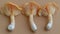 Velvet pioppini mushroom on pastel colored background, agrocybe aegerita, soft and serene setting