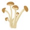 Velvet pioppini mushrooms isolated on white background. edible mushrooms. mushroom season. autumn harvest.