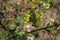 Velvet plant or mullein flower