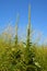 Velvet plant or verbascum with closed flowers front view, great