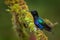 Velvet-purple Coronet, Boissonneaua jardini, dark blue and black hummingbird sitting on green lichen branch in the tropical forest