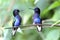 Velvet-purple Coronet Hummingbird