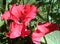 Velvet Red Petunia Ã— Atkinsiana