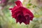 Velvet Red Rose in The Garden at Dawn