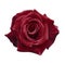 Velvet red rose on a white isolated background with clipping path. no shadows. Closeup. For design, texture, borders, frame, back