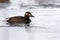 Velvet scoter, Melanitta fusca