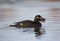 Velvet scoter, Melanitta fusca