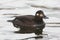 Velvet scoter, Melanitta fusca