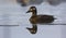 Velvet scoter, Melanitta fusca