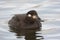 Velvet scoter, Melanitta fusca