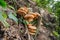 Velvet Shank Flammulina velutipes mushrooms growing on wet tree trunk