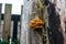 Velvet shank fungi growing in winter