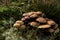 Velvet shank mushrooms clustered in the dunes in Bergen Noord-Holland