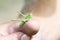 Velvet-striped Grasshopper Eritettix simplex Perched on a Finger in Eastern Colorado