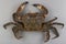 Velvet swimming crab