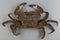 Velvet swimming crab