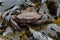 Velvet Swimming Crab, Necora puber