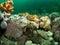 Velvet swimming crab, Necora puber. Farne Islands, East coast, England