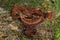 Velvet-top fungus mushroom