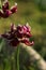 Velvet tulip grows alone on a flower bed