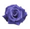 Velvet violet rose on a white isolated background with clipping path. no shadows. Closeup. For design, texture, borders, frame, b