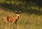 Velvet Whitetail Buck