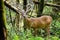 Velvet Whitetail Deer Buck in Cades Cove GSMNP