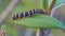 A velvet worm eating leaf from a leaf