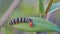 A velvet worm moving on a leaf