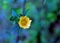 Velvetleaf, Abutilon theophrasti