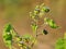 Velvetleaf plant with flowers and pods, Abutilon theophrasti