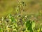 Velvetleaf plant with flowers and pods, Abutilon theophrasti