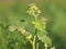 Velvetleaf plant with flowers and pods, Abutilon theophrasti